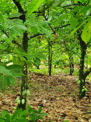 plantation.avif