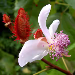 roucou_fleur.png